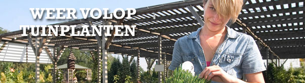 Van Oosten, Kwekerij en tuinplantencentrum. Staphorst, Meppel, Zwolle, bomen, plantgoed, dakbomen, fruitbomen, bosplantsoen, bodembedekkers, rozen, vaste planten